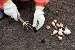 طرق مجربة لزراعة الثوم في الأرض المفتوحة