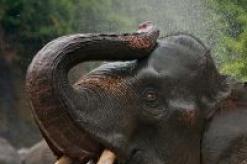 Dreams with a trunk: I dreamed of an elephant